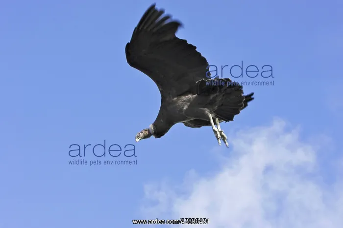 : Andean Condor - in flight : Andean Condor - in flight