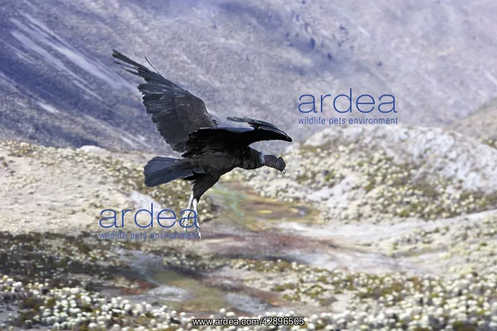 : Andean Condor - in flight : Andean Condor - in flight