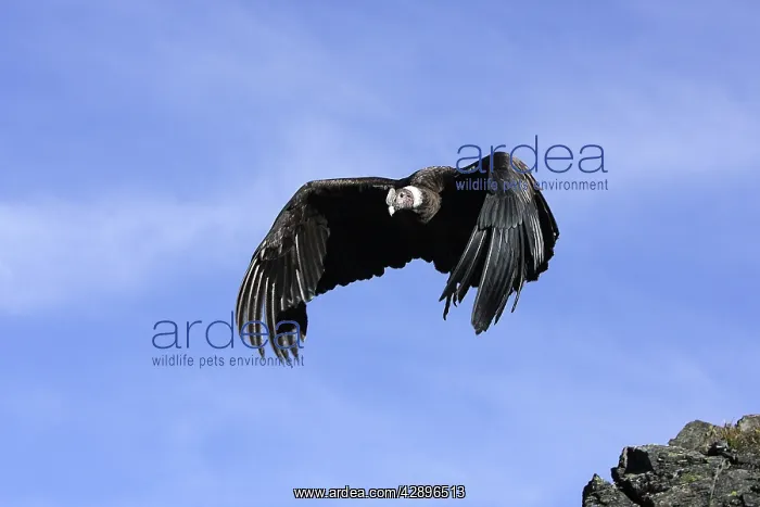  : Andean Condor - in flight