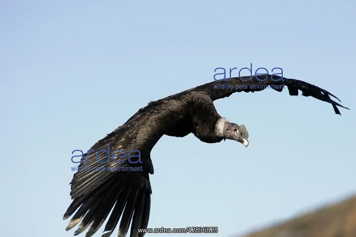 : Andean Condor - in flight : Andean Condor - in flight