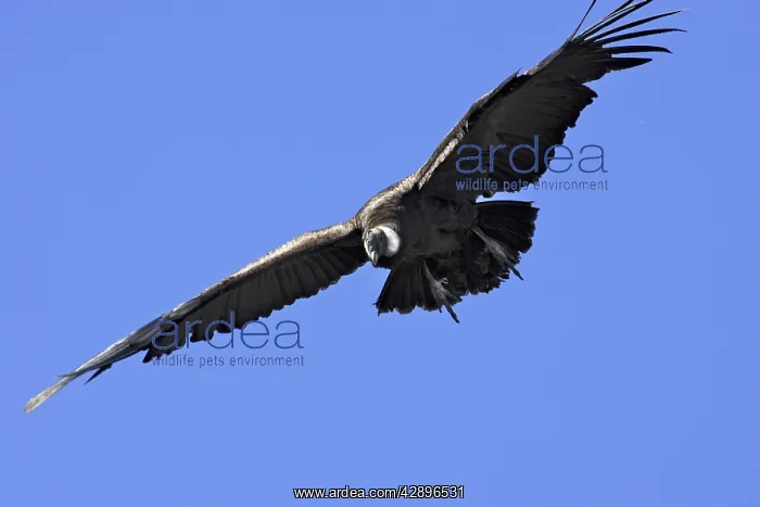 : Andean Condor - in flight : Andean Condor - in flight