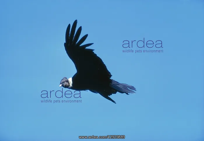 : ANDEAN CONDOR - in flight : ANDEAN CONDOR - in flight