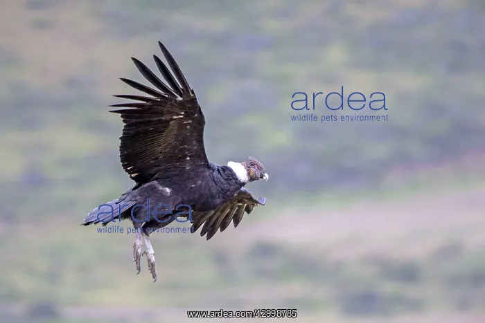 : Andean Condor in flight : Andean Condor in flight
