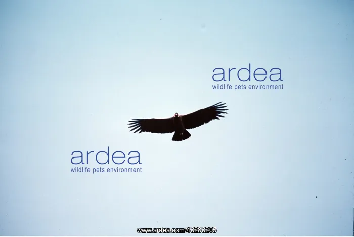 : ANDEAN CONDOR - in flight : ANDEAN CONDOR - in flight