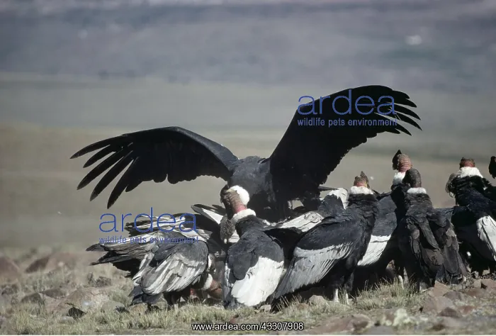 : ANDEAN CONDOR - Flock around carcass : ANDEAN CONDOR - Flock around carcass