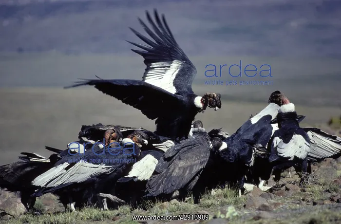 : ANDEAN CONDOR - Group feeding on dead llama : ANDEAN CONDOR - Group feeding on dead llama