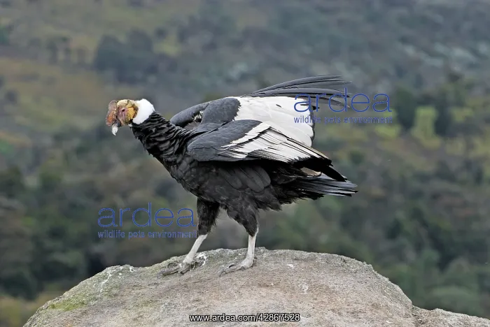 : Andean Condor - male : Andean Condor - male