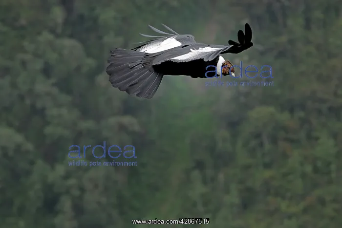 : Andean Condor - male in flight : Andean Condor - male in flight