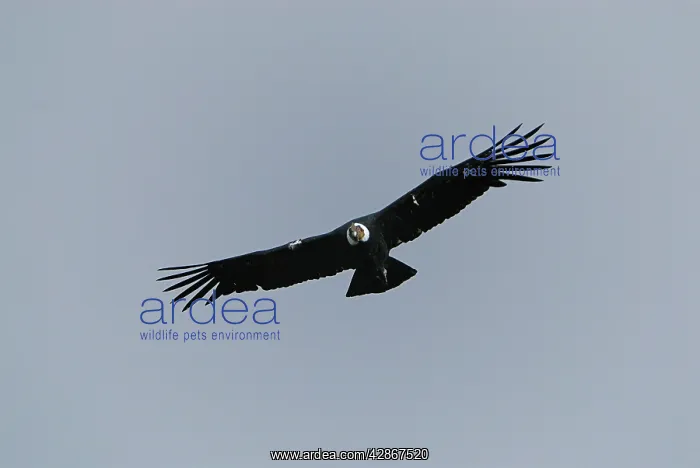 : Andean Condor - male in flight : Andean Condor - male in flight