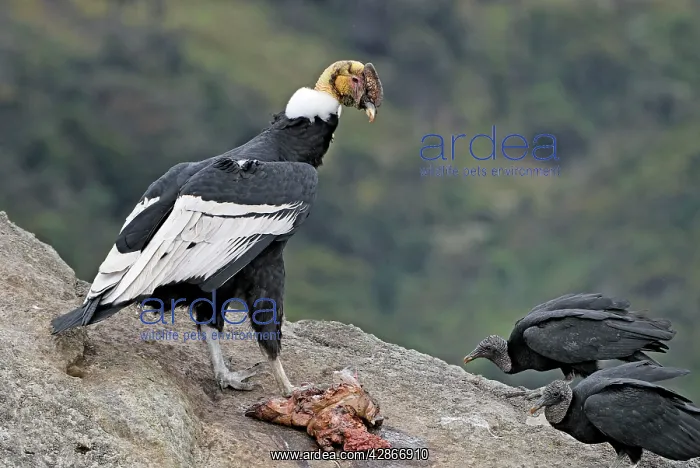 : Andean Condor - male with prey : Andean Condor - male with prey