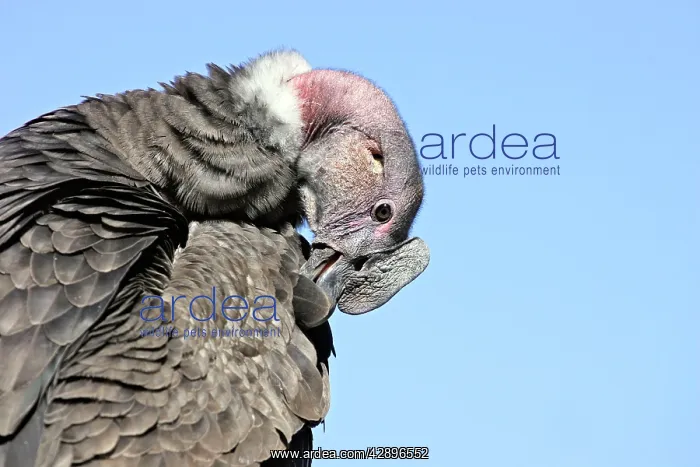 : Andean Condor - preening : Andean Condor - preening
