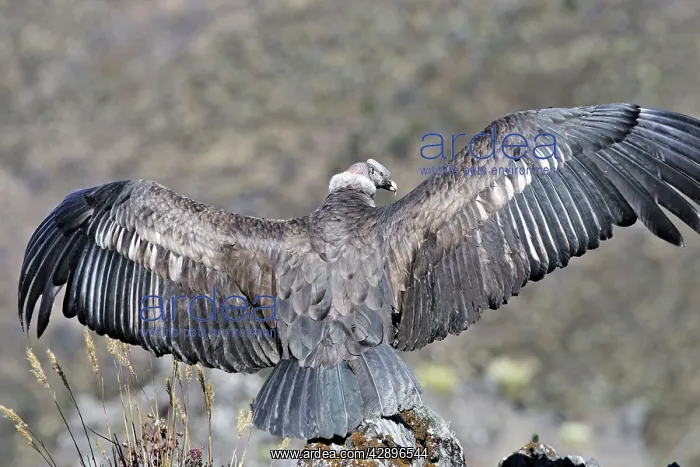 : Andean Condor - back view with wings stretched out : Andean Condor - back view with wings stretched out