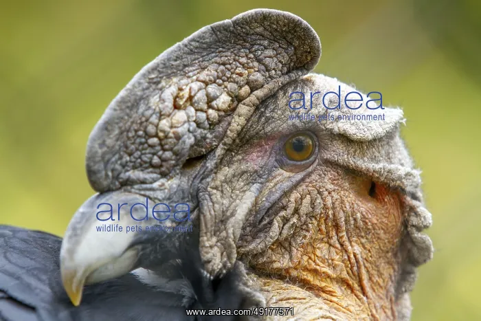 : Andean condor (Vultur gryphus) : Andean condor (Vultur gryphus)