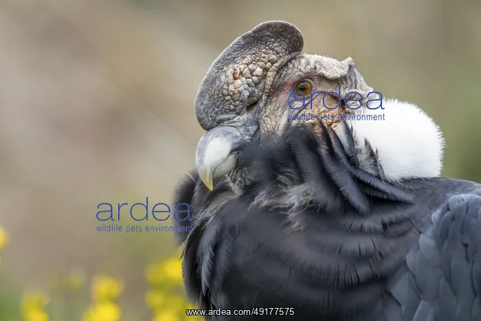 : Andean condor (Vultur gryphus) : Andean condor (Vultur gryphus)