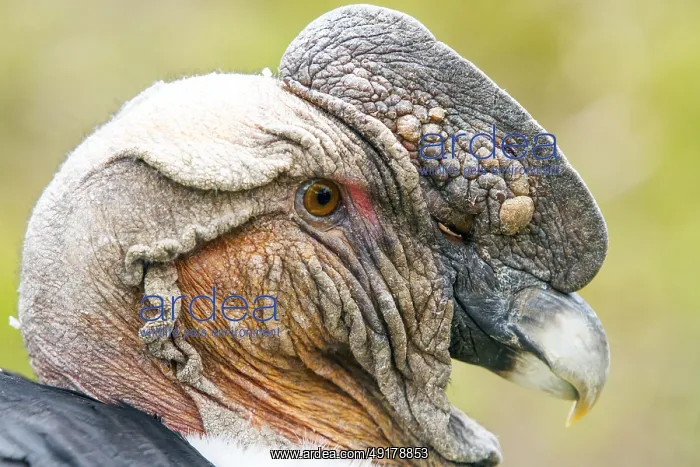 : Andean condor (Vultur gryphus) : Andean condor (Vultur gryphus)