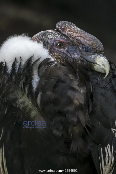 : Andean condor (Vultur gryphus), Chilean condor : Andean condor (Vultur gryphus), Chilean condor