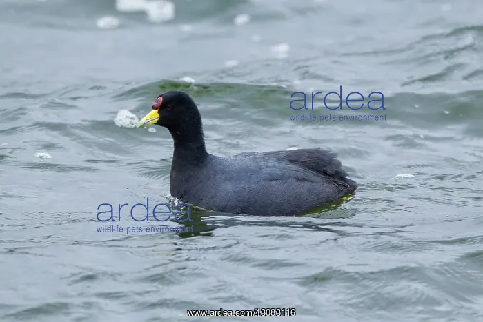 : Andean Coot : Andean Coot