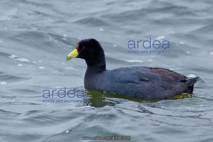 : Andean Coot : Andean Coot