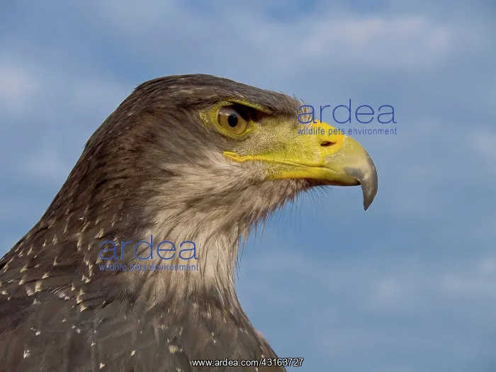 : Andean Eagle : Andean Eagle