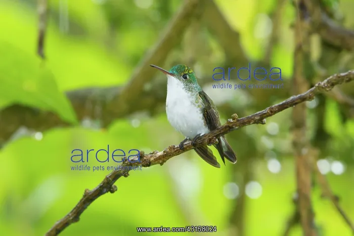 : Andean Emerald : Andean Emerald
