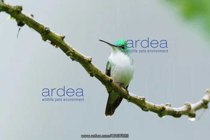 : Andean Emerald : Andean Emerald