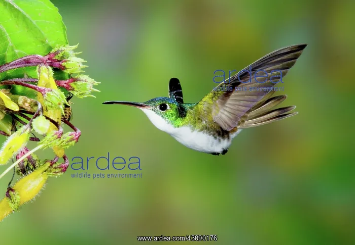 : Andean Emerald Hummingbird : Andean Emerald Hummingbird