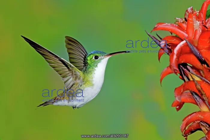  : Andean Emerald Hummingbird