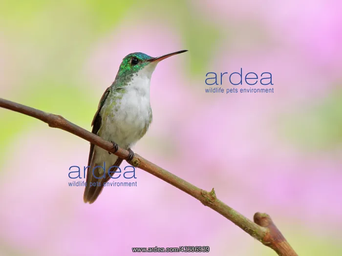 : Andean Emerald Hummingbird Amazilia franciae Ecu : Andean Emerald Hummingbird Amazilia franciae Ecu