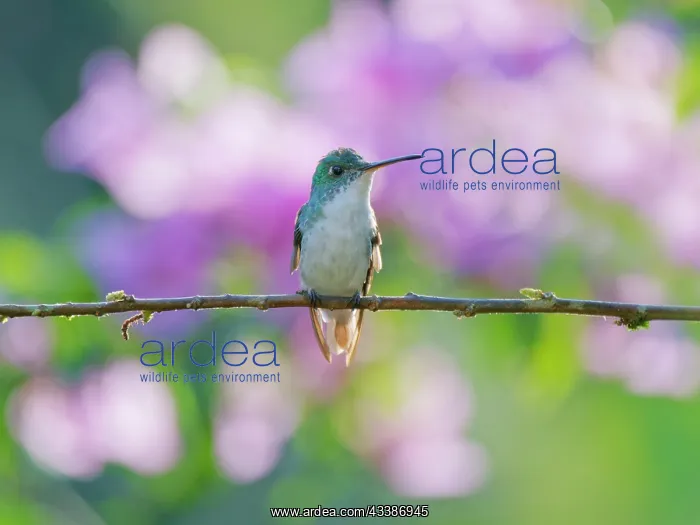 : Andean Emerald Hummingbird Amazilia franciae Ecu : Andean Emerald Hummingbird Amazilia franciae Ecu