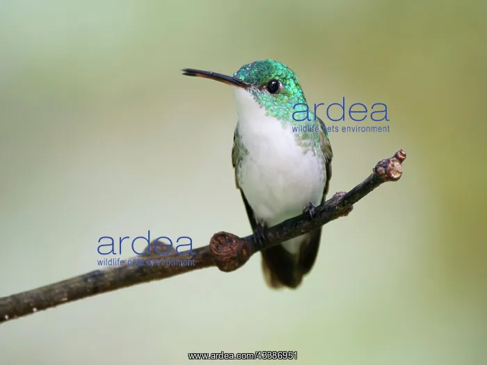 : Andean Emerald Hummingbird Amazilia franciae Ecu : Andean Emerald Hummingbird Amazilia franciae Ecu