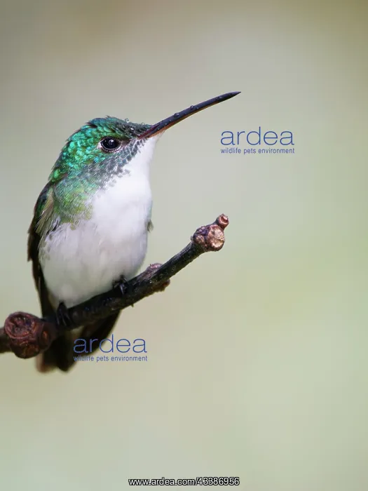 : Andean Emerald Hummingbird Amazilia franciae Ecu : Andean Emerald Hummingbird Amazilia franciae Ecu