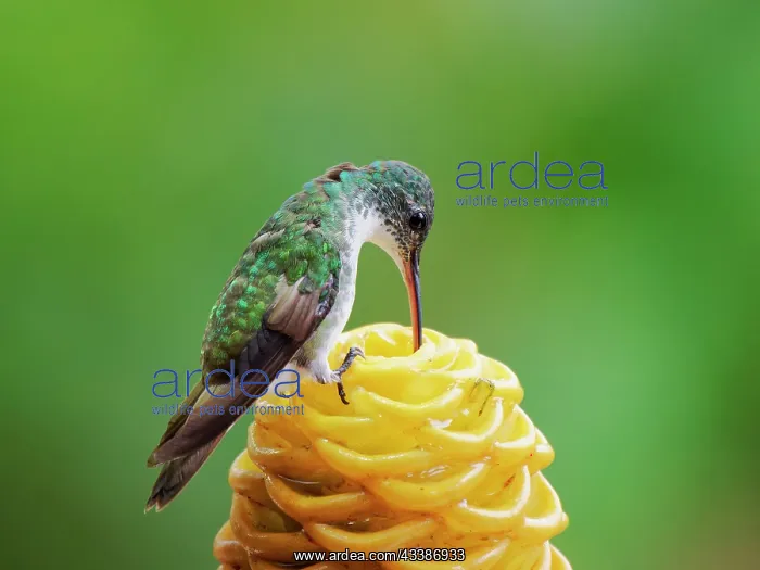 : Andean Emerald Hummingbird - feeding on flower : Andean Emerald Hummingbird - feeding on flower