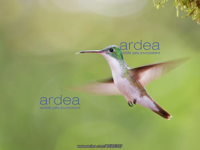  : Andean Emerald Hummingbird ' in flight Amazilia