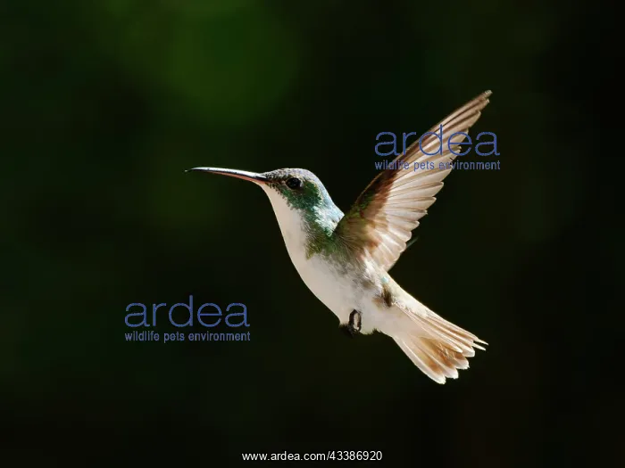 : Andean Emerald Hummingbird - in flight silhouett : Andean Emerald Hummingbird - in flight silhouett