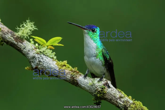 : Andean Emerald, hummingbird, Las Tangaras Bird Reserve : Andean Emerald, hummingbird, Las Tangaras Bird Reserve