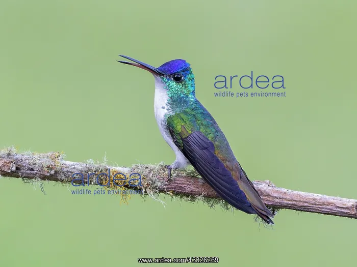  : Andean emerald (Uranomitra franciae), Colombia
