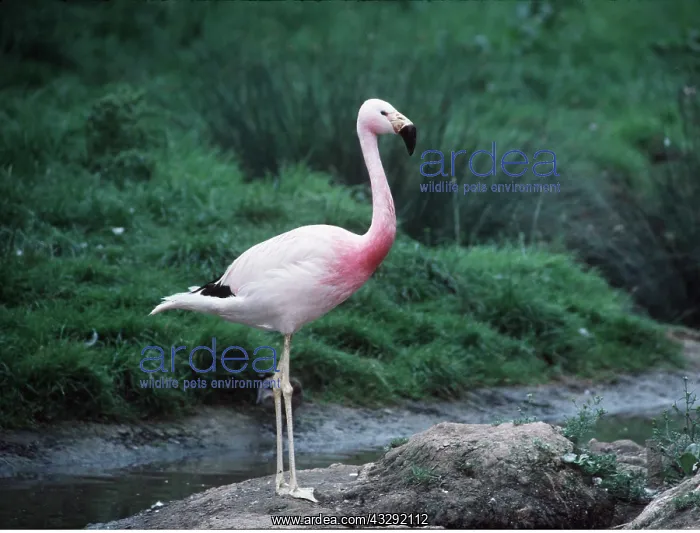 : ANDEAN FLAMINGO : ANDEAN FLAMINGO