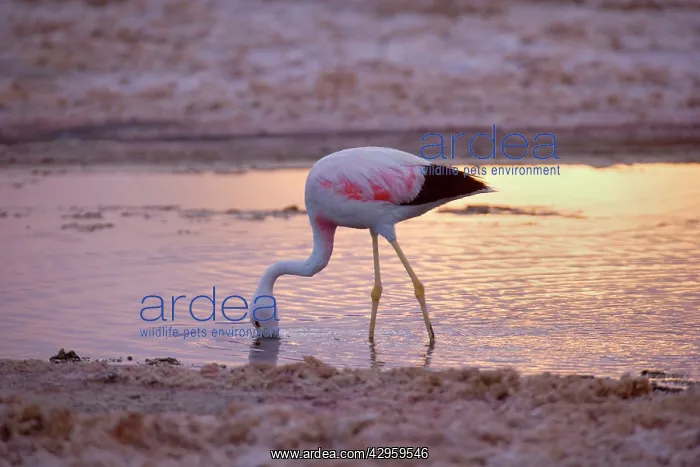 : Andean Flamingo - adult feeding by stalking through : Andean Flamingo - adult feeding by stalking through