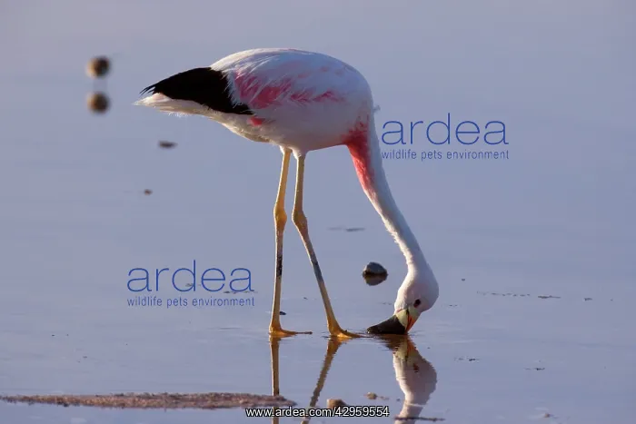  : Andean Flamingo - adult feeding by stalking through