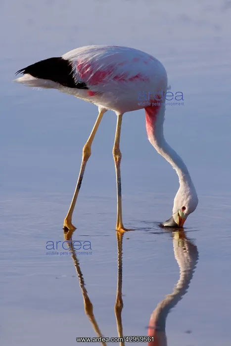  : Andean Flamingo - adult feeding by stalking through