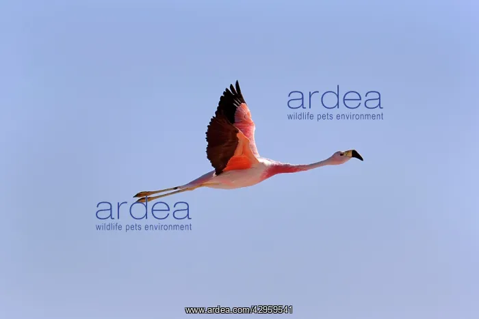 : Andean Flamingo - adult in flight : Andean Flamingo - adult in flight