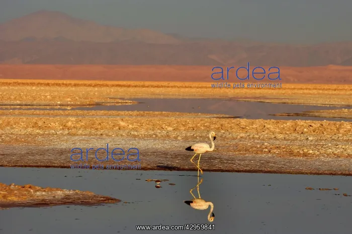 : Andean Flamingo - adult stalking through saline : Andean Flamingo - adult stalking through saline