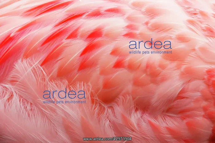 : Andean Flamingo - Feathers : Andean Flamingo - Feathers