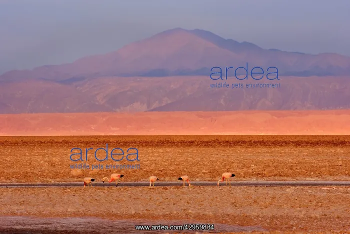: Andean Flamingo - group of adults feeding by stalking : Andean Flamingo - group of adults feeding by stalking