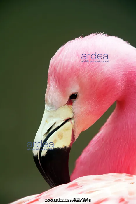 : Andean Flamingo - Preening : Andean Flamingo - Preening