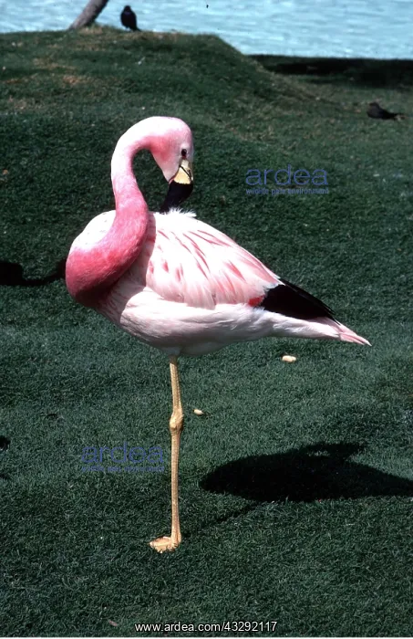 : ANDEAN FLAMINGO - standing on one leg : ANDEAN FLAMINGO - standing on one leg