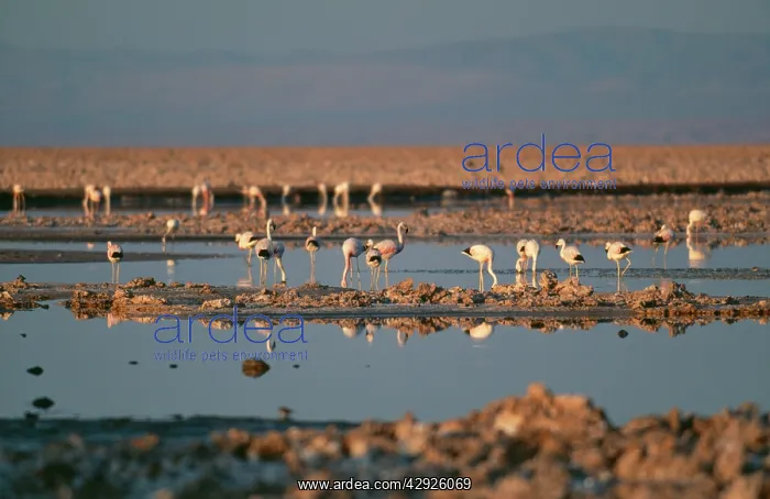 : Andean FLAMINGOS - flock : Andean FLAMINGOS - flock