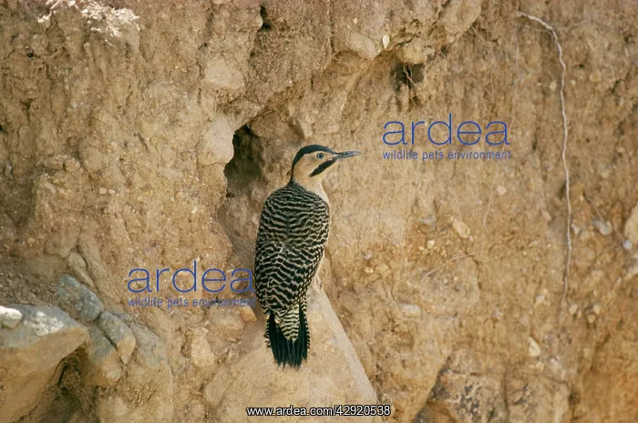 : Andean Flicker : Andean Flicker