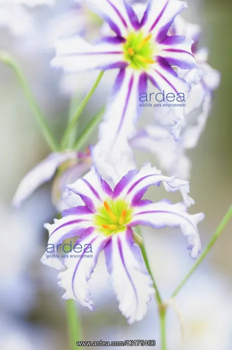 : Andean glory of the sun lily, Leucocoryne vittata, colouful : Andean glory of the sun lily, Leucocoryne vittata, colouful