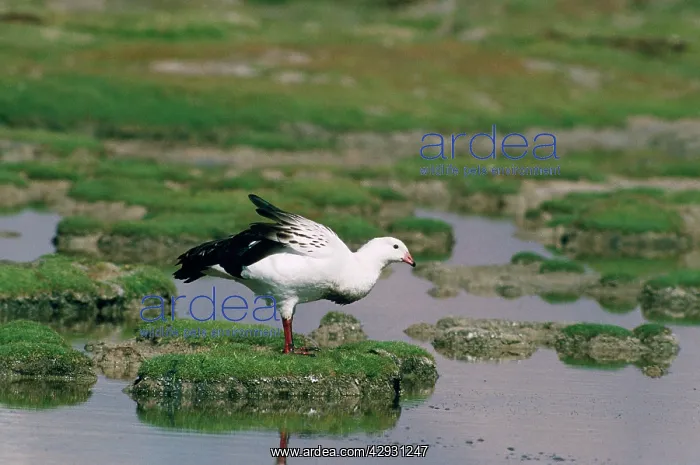: Andean Goose : Andean Goose